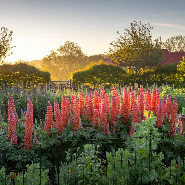 Sarah Raven Plants Lupine Terracotta Pflanze 2 Liter terracotta