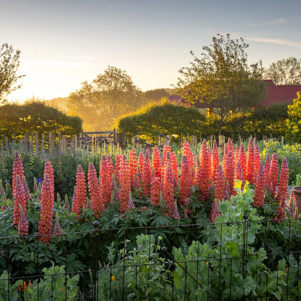 Sarah Raven Plants Lupine Terracotta Pflanze 2 Liter terracotta