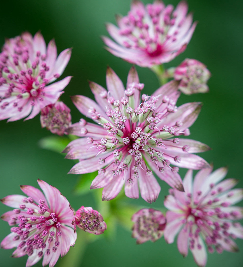 Sarah Raven Plants Astrantia Collection Stauden 3x 9cm Töpfe Schatten