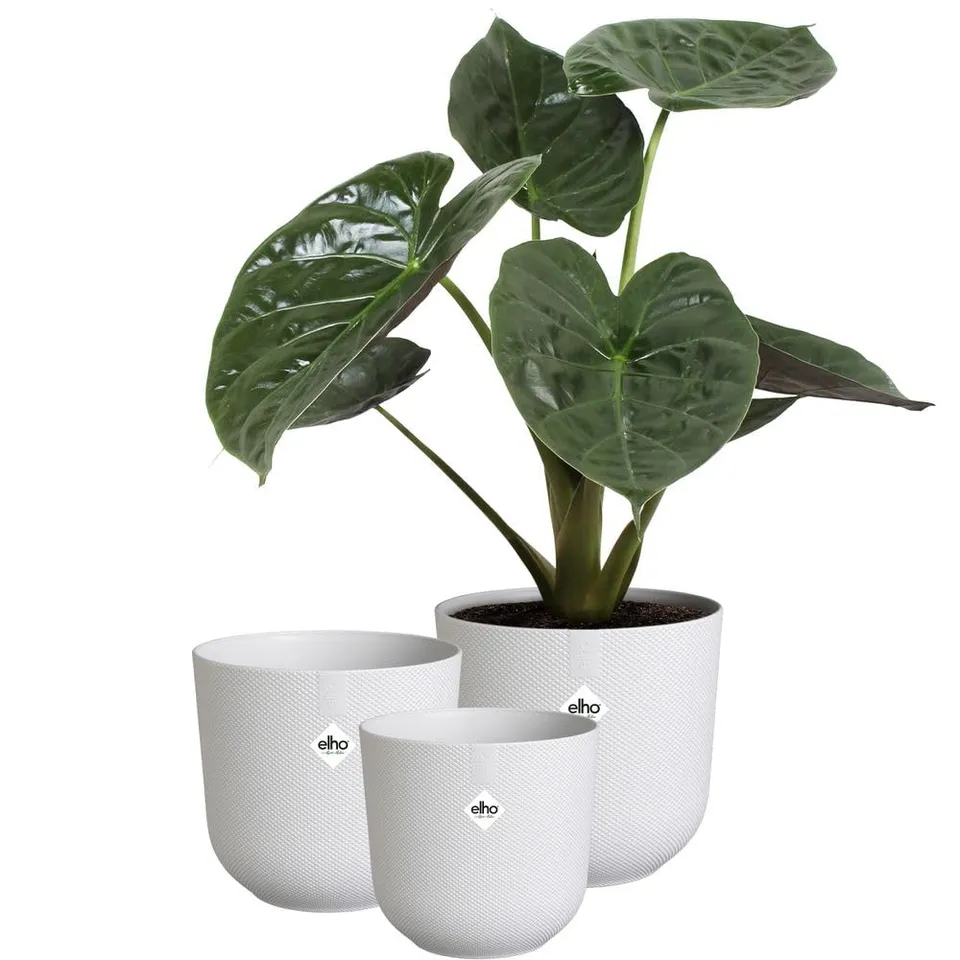 elho Jazz Blumentopf 3er Set 14/16/19 Seidenweiß Indoor
