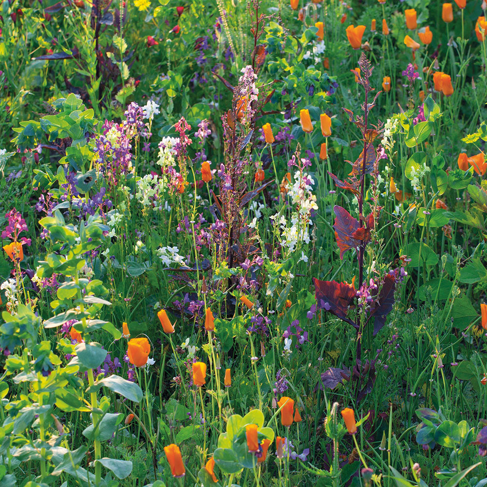 Sarah Raven Linaria maroccana Sweeties Blumensamen 500 Samen