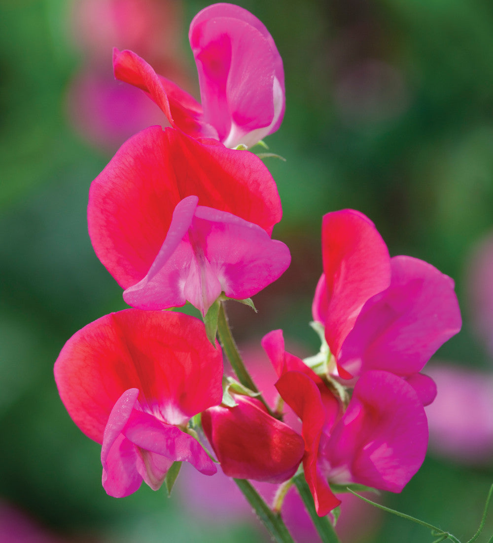 Sarah Raven Plants Ultimate Sweet Pea Samen 6 Tüten duftend