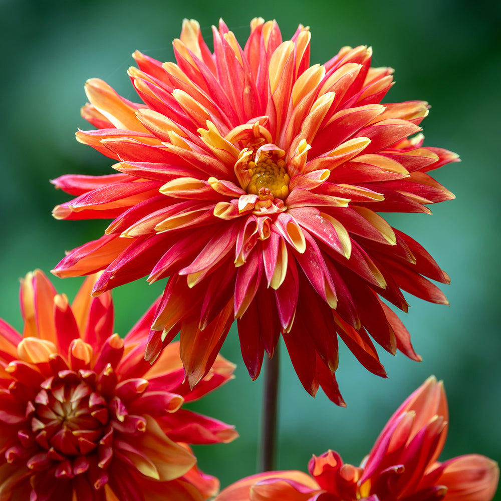 Sarah Raven Bulbs Dahlie Japlou Blumenzwiebel 1 Knolle orange
