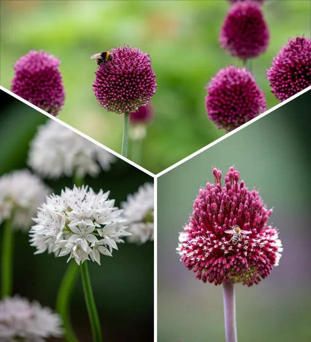Sarah Raven Miniature Jewels Allium Blumenzwiebeln 31 Stück