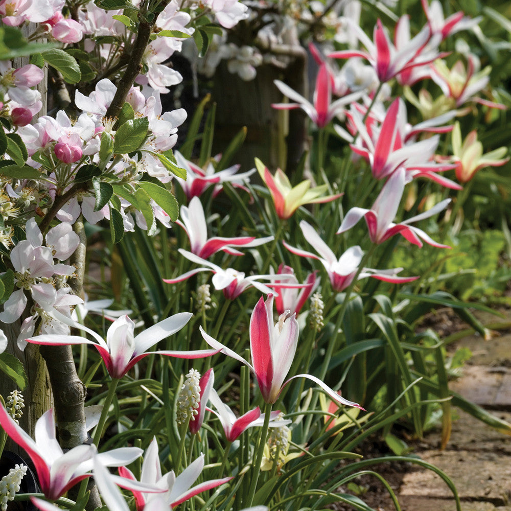 Sarah Raven Bulbs Tulip clusiana Peppermintstick Blumenzwiebeln 10 Stück verwildernd