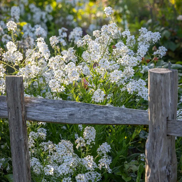 Sarah Raven Plants Hesperis albiflora Saatgut 500 Samen weiß duftend