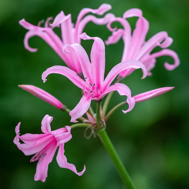 Sarah Raven Bulbs Nerine Amandi Blumenzwiebeln 5 Stück rosa