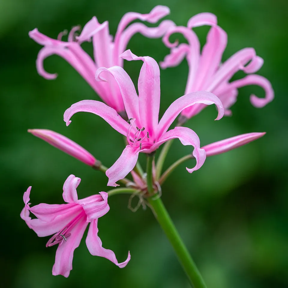 Sarah Raven Bulbs Nerine Amandi Blumenzwiebeln 5 Stück rosa