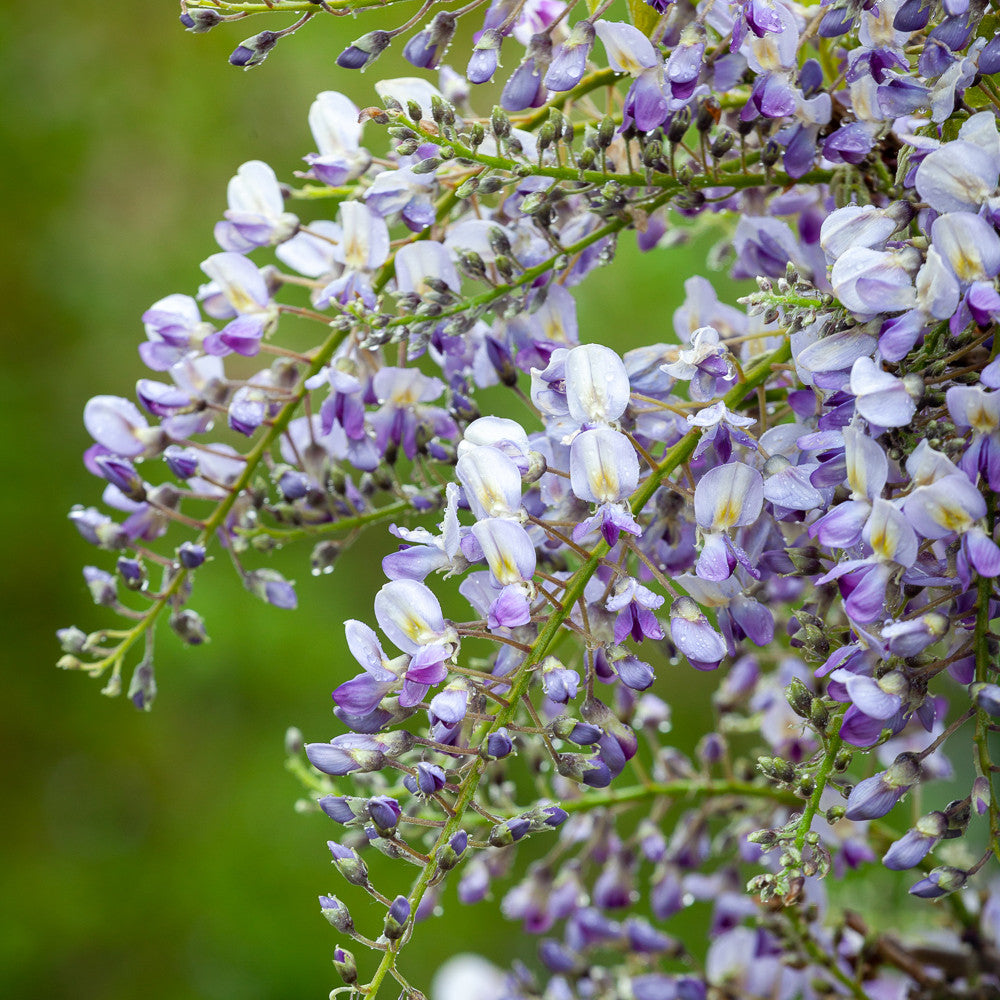 Sarah Raven Wisteria Issai Blauregen Pflanze 3 Liter lila