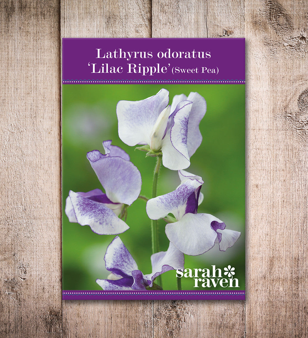 Sarah Raven Lilac Ripple Duftwicken Samen 20 Stück Duftend