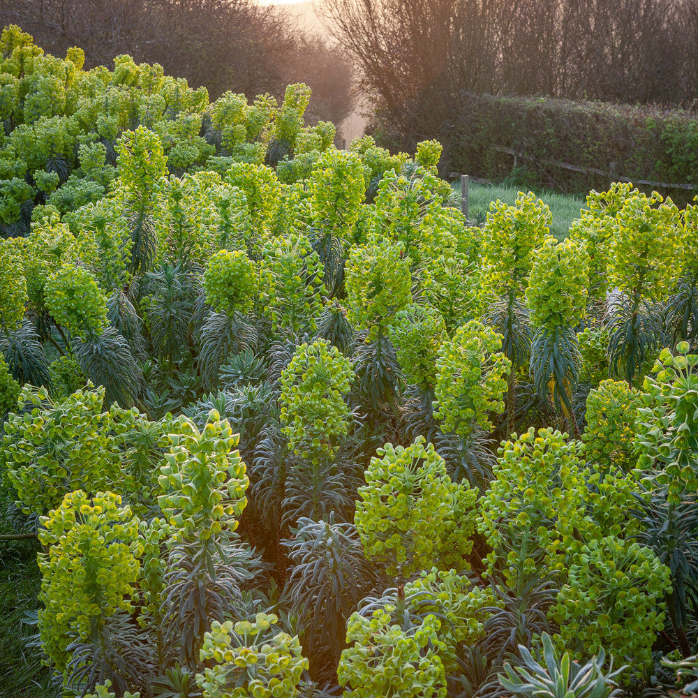 Sarah Raven Plants Euphorbia Wulfenii Gartenpflanze 3x9cm grün