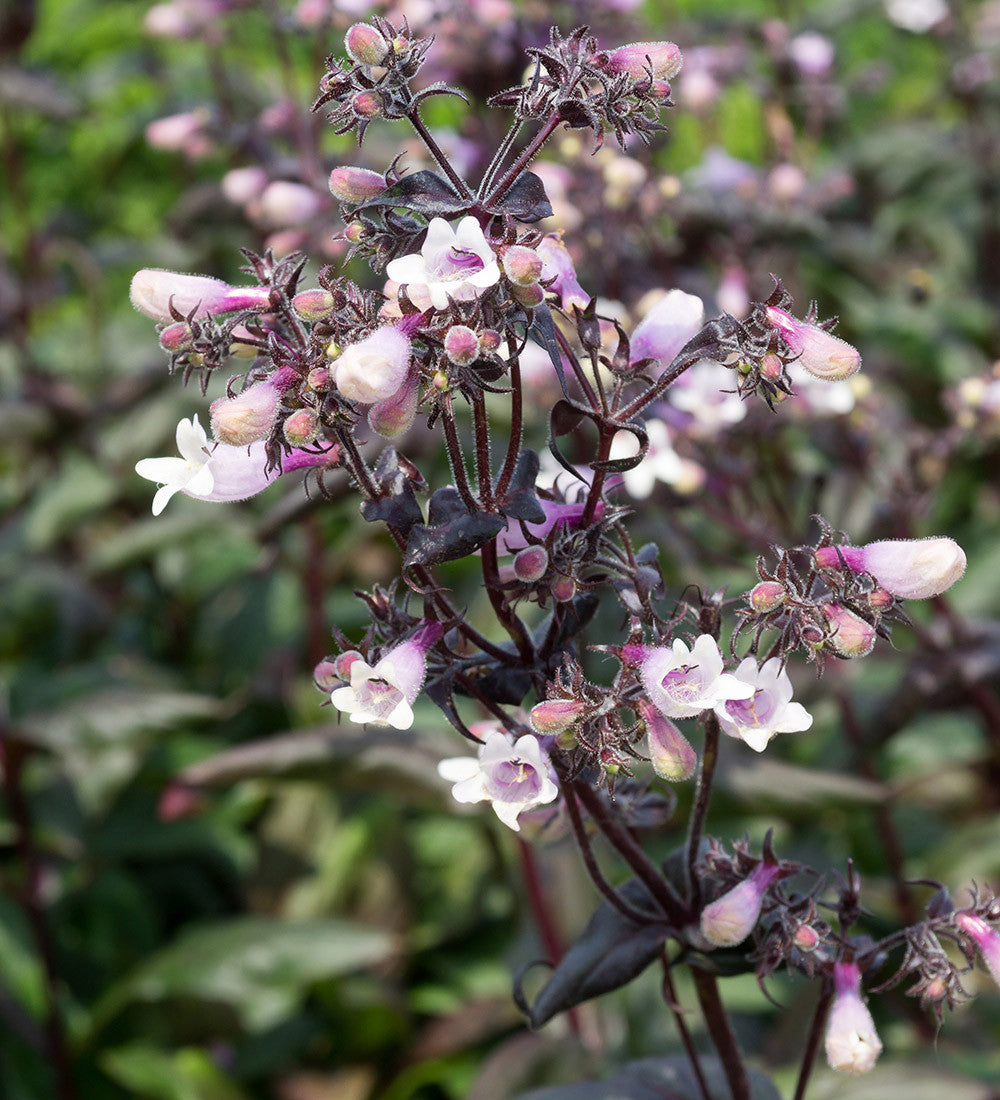 Sarah Raven Plants Penstemon digitalis Dark Towers 3x9cm Laub