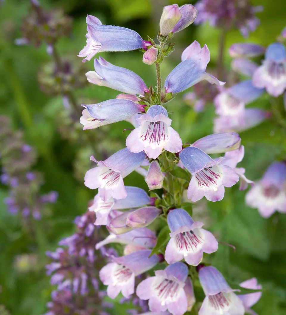 Sarah Raven Plants Penstemon Stapleford Gem Pflanze 3x 9cm Dauerblüher