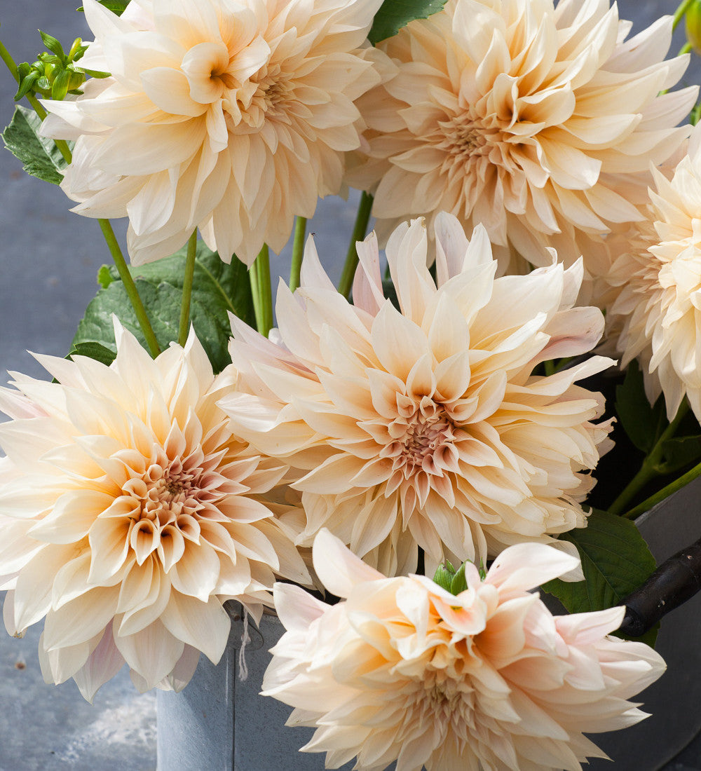 Sarah Raven Bulbs Dahlie Café au Lait Blumenzwiebel 3 Knollen creme-rosa