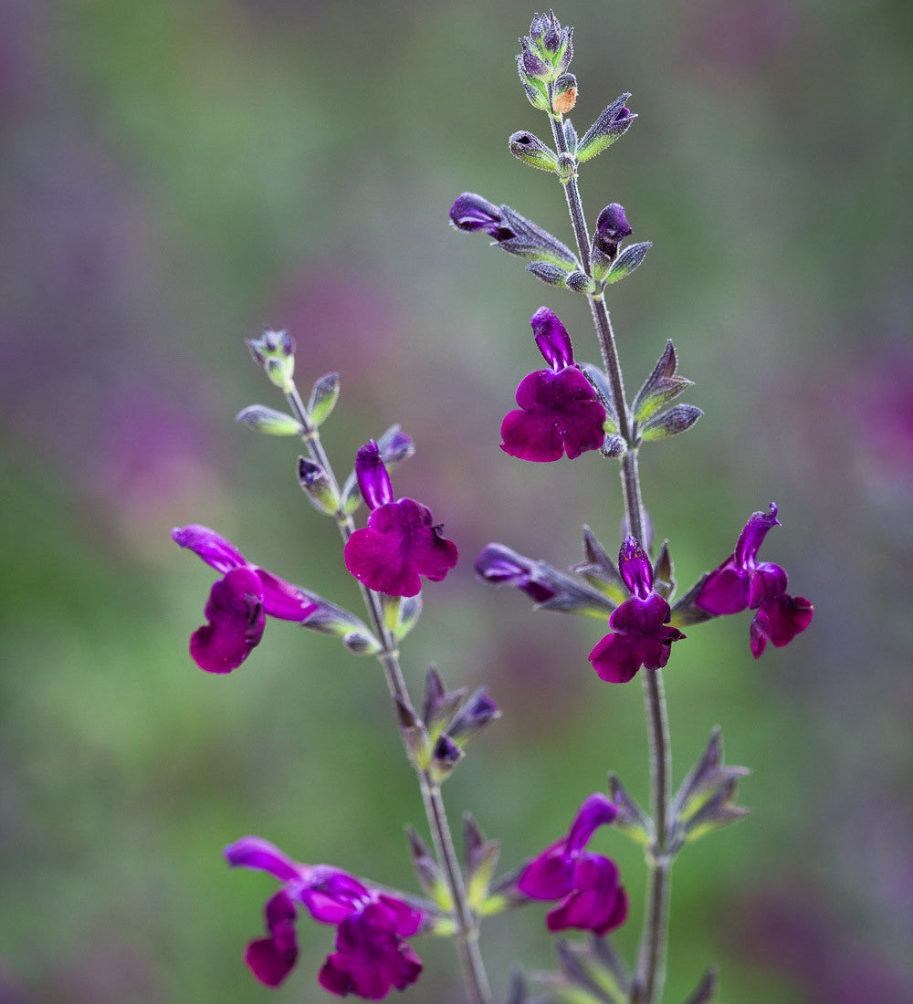 Sarah Raven Plants Summer Jewels Salvia Pflanzen 3x2L trockenresistent