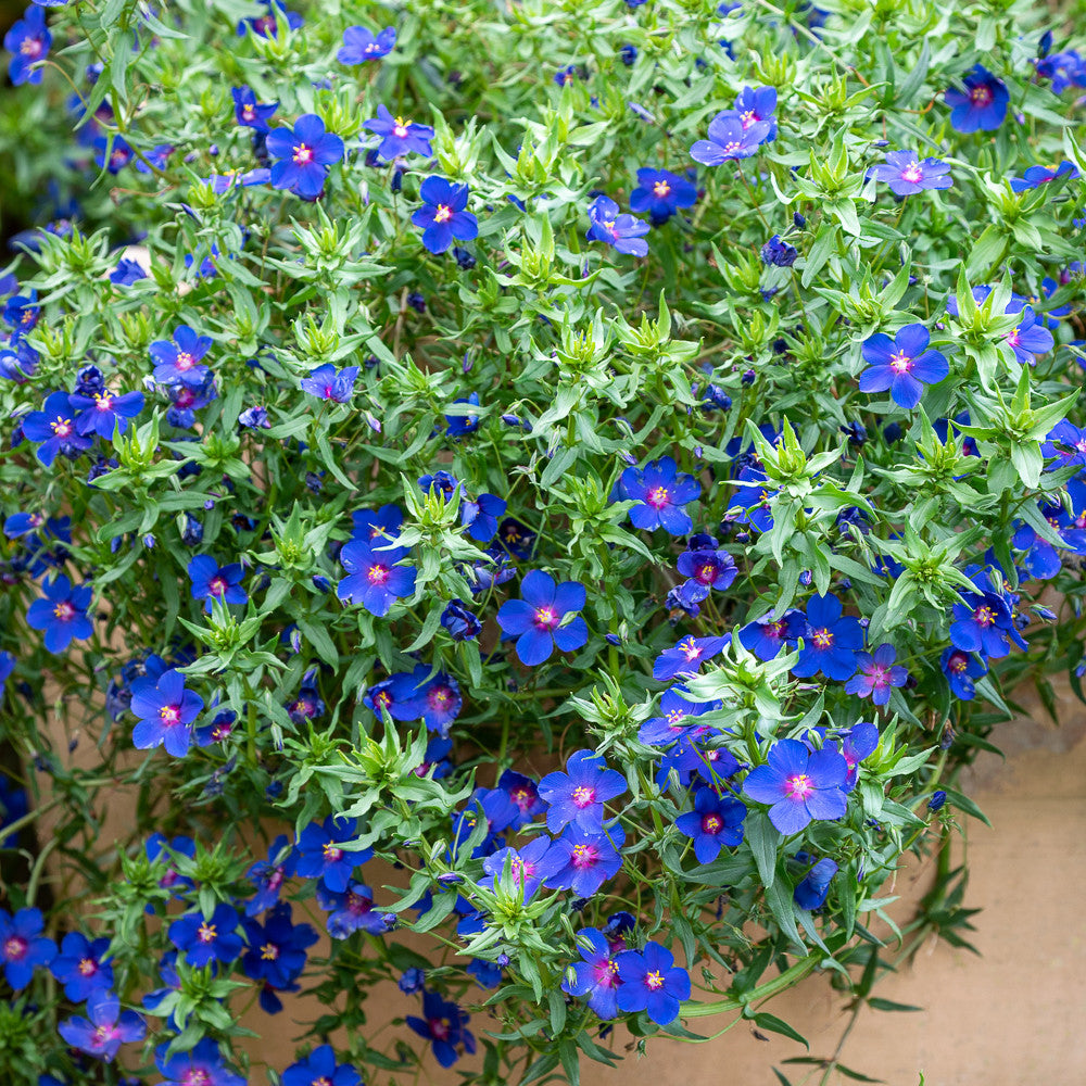 Sarah Raven Plants Anagallis Sky Lover 3x 9cm Topf blau