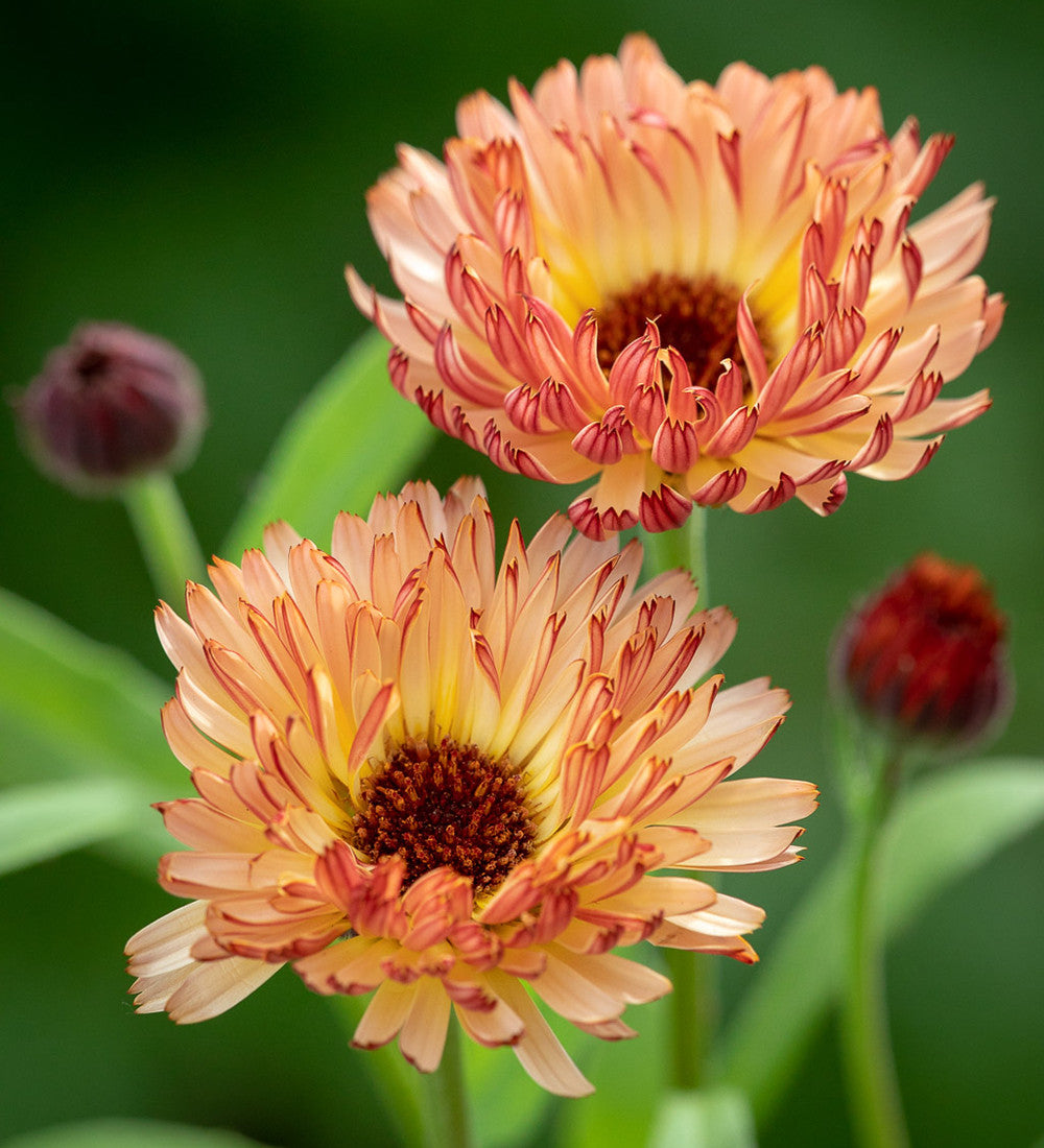 Sarah Raven Seeds Ringelblume Sunset Buff Samen 75 Stück