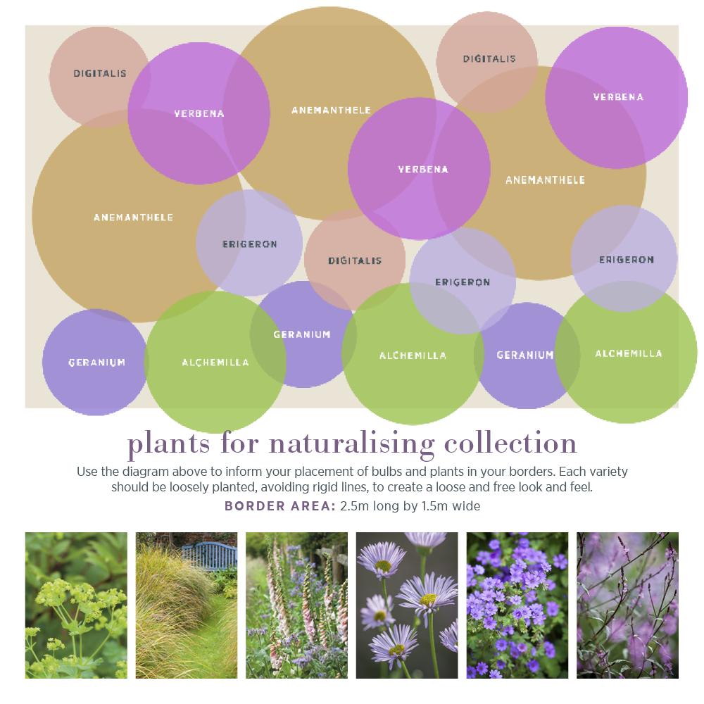 Sarah Raven Plants Naturalising Border Collection Stauden 18x 9cm selbst
