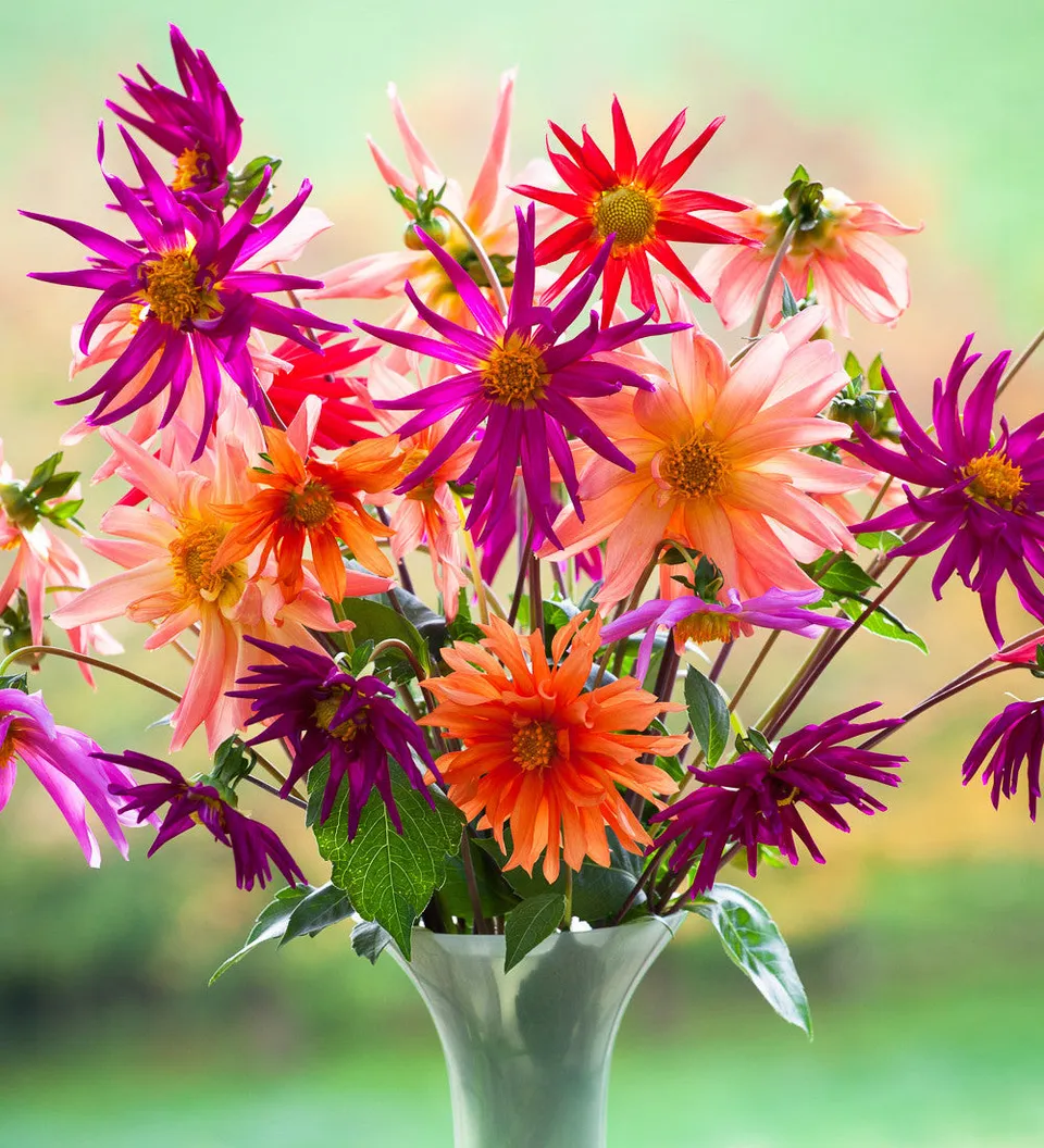 Sarah Raven Bulbs Dahlia Cactus Mix Blumensamen 40 Samen essbar