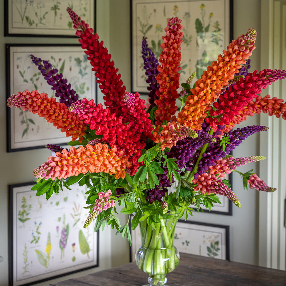 Sarah Raven Plants Lupine Terracotta Pflanze 2 Liter terracotta