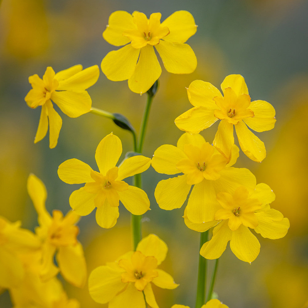 Sarah Raven Bulbs Narcissus Cordubensis Blumenzwiebeln 15 Stück duftend