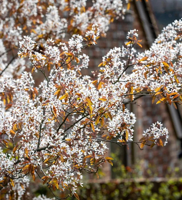 Sarah Raven Plants Amelanchier lamarckii Felsenbirne 3 Liter Baum