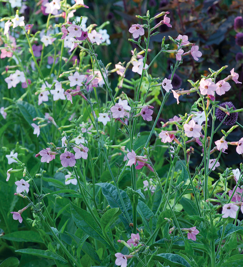 Sarah Raven Seeds Nicotiana Whisper Mixed F1 Blumensamen 20 Samen