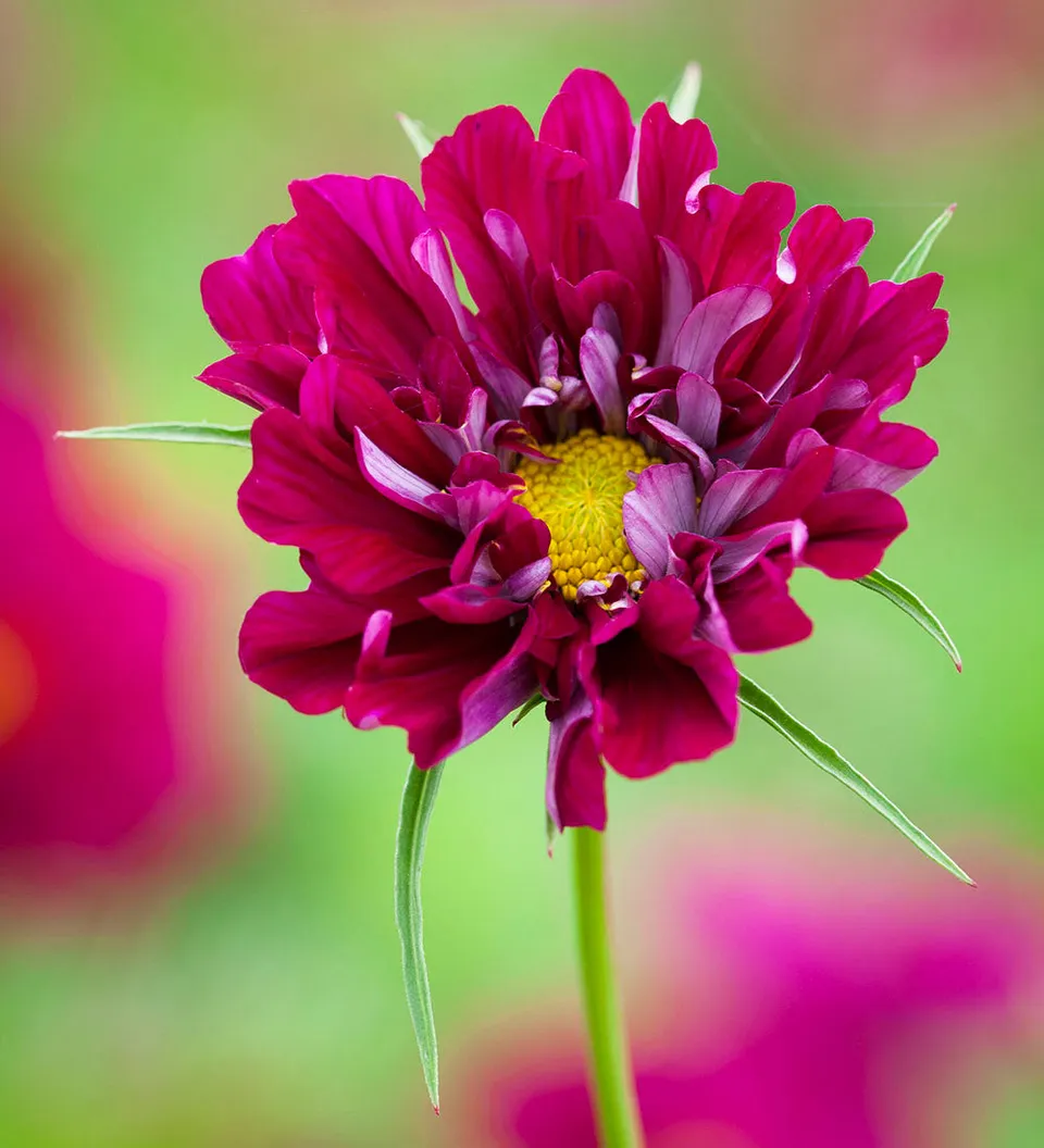 Sarah Raven Seeds Cosmos Double Click Cranberries 40 Samen rot