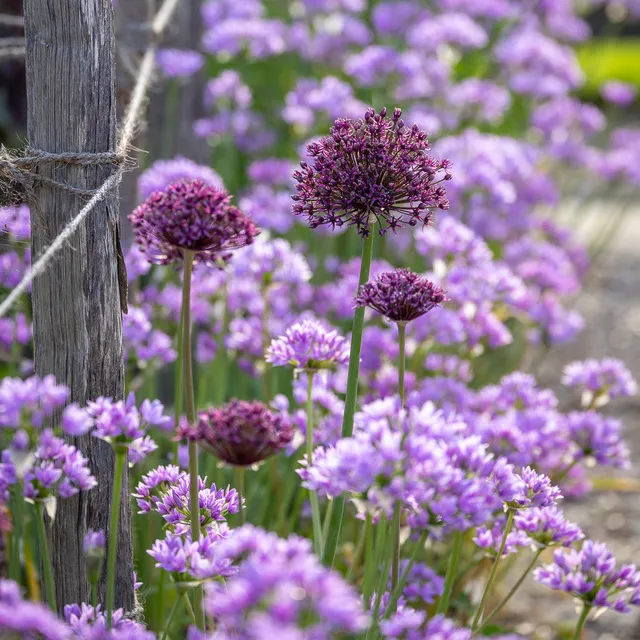 Sarah Raven Border Edge Allium Blumenzwiebeln 30 Stück