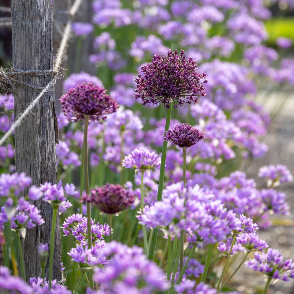 Sarah Raven Border Edge Allium Blumenzwiebeln 30 Stück