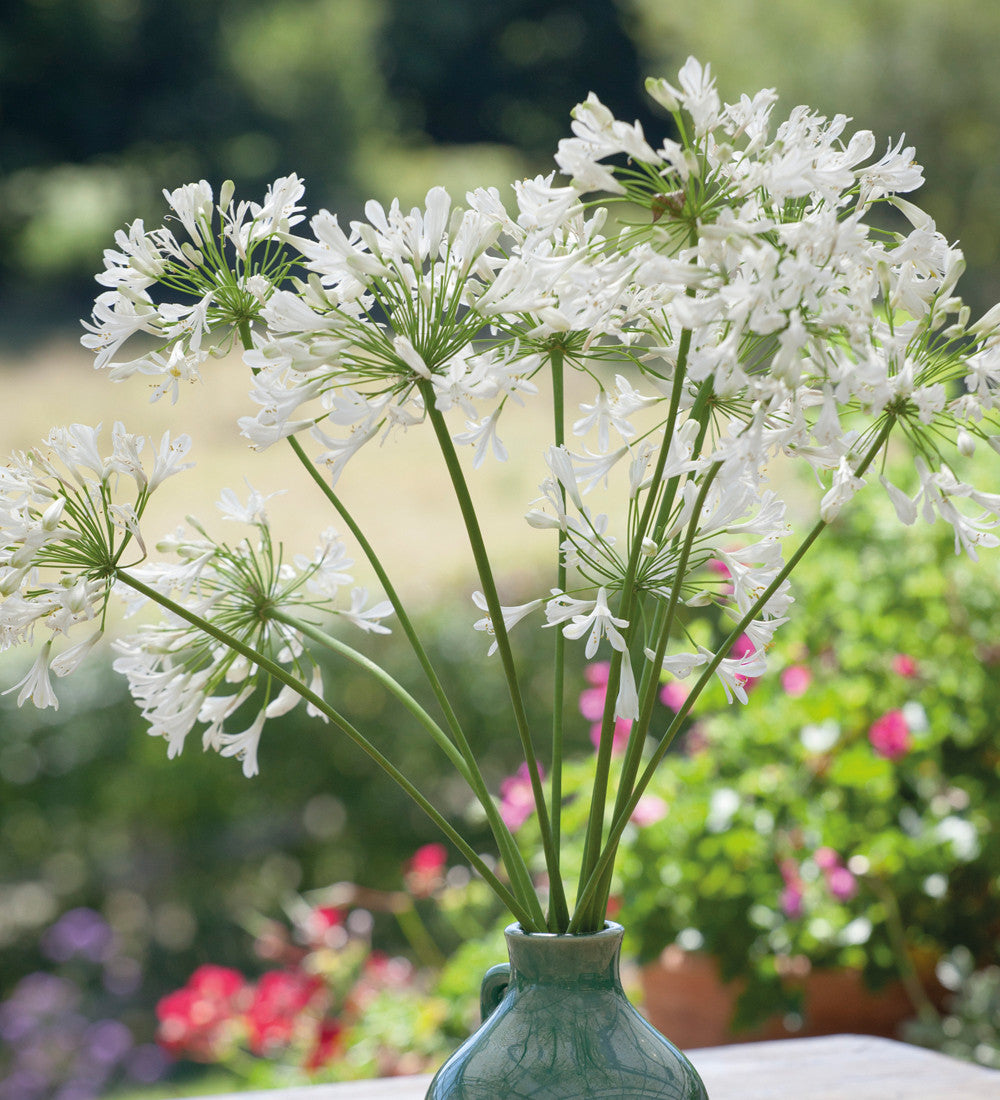 Sarah Raven Plants Agapanthus White Heaven Schmucklilie 2L Topf