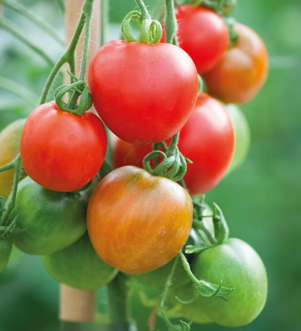 Sarah Raven Seeds Tomate Stupicke Polni Rane Samen 50 Samen ertragreich