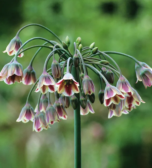 Sarah Raven Bulbs Allium siculum Blumenzwiebeln 15 Zwiebeln