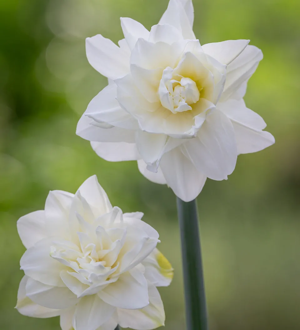 Sarah Raven Bulbs Narcissus White Medal Zwiebeln 10 Stück Duft