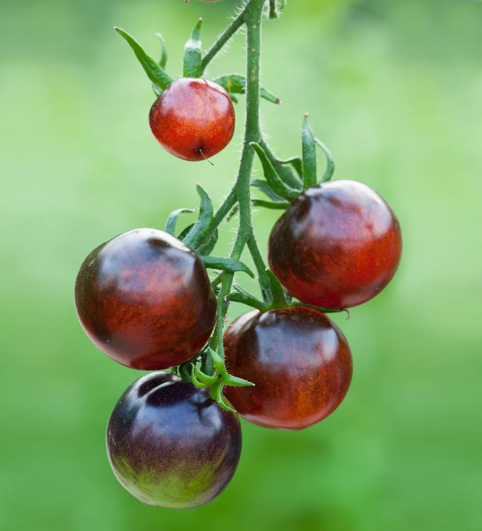 Sarah Raven Seeds Tomate Indigo Rose Samen 10 Samen blau