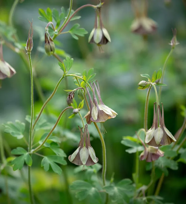 Sarah Raven Plants Aquilegia Chocolate Soldier Pflanze 3x9cm braun
