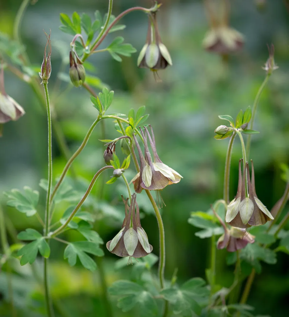 Sarah Raven Plants Aquilegia Chocolate Soldier Pflanze 3x9cm braun