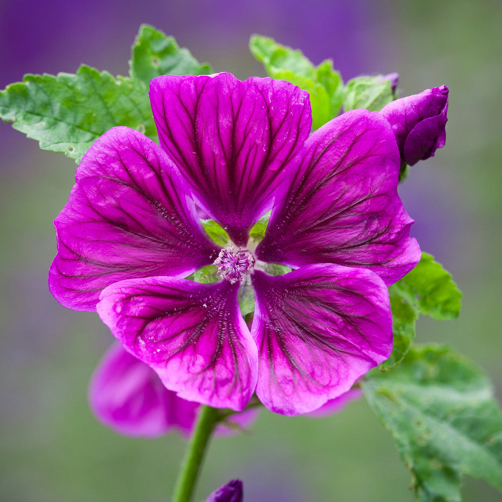 Sarah Raven Seeds Malva sylvestris mauritiana Samen 50 Samen dunkelrosa