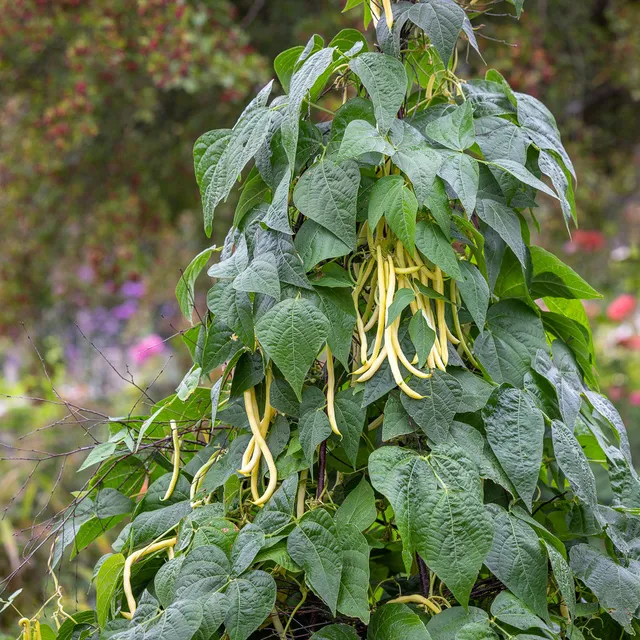 Sarah Raven Seeds Kletterbohne Monte Gusto Bohnensamen 50 Samen gelb