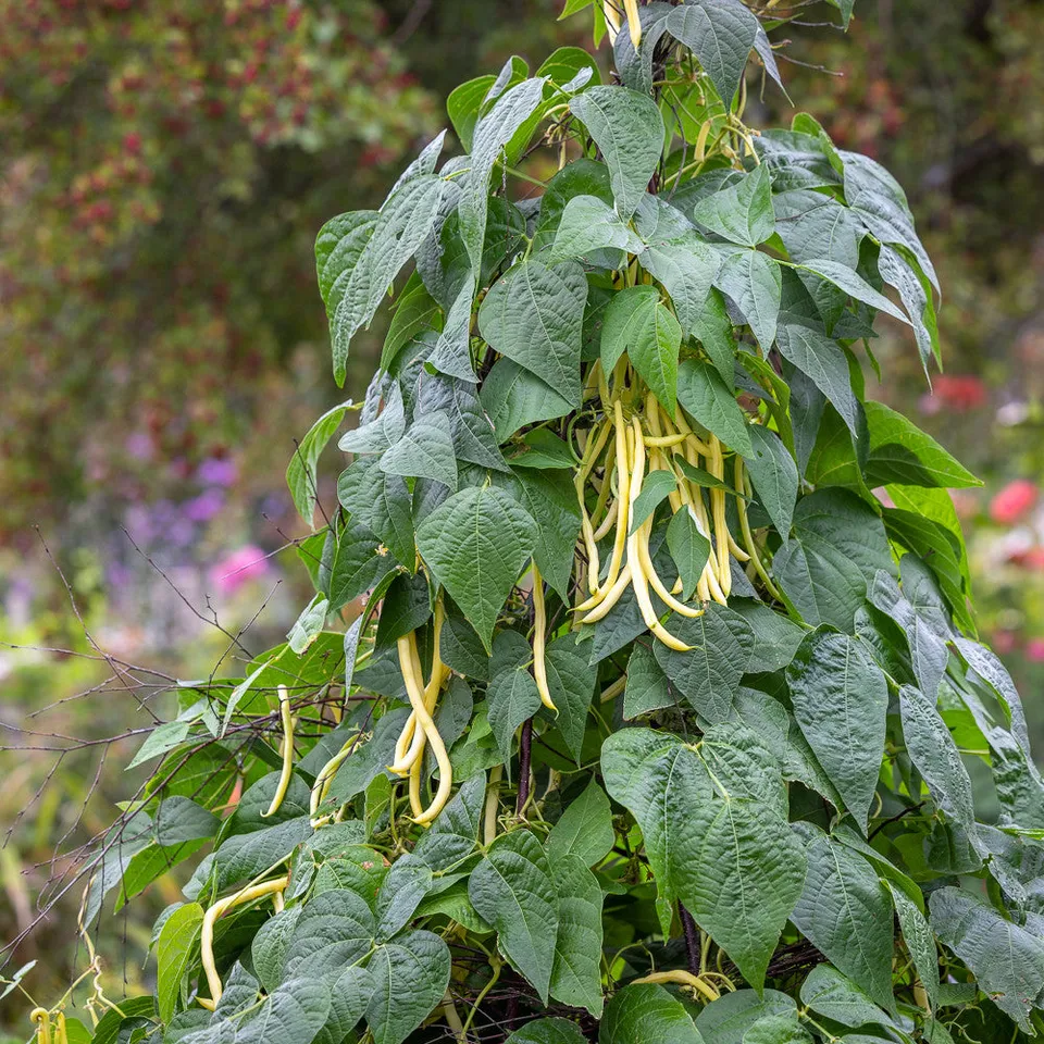 Sarah Raven Seeds Kletterbohne Monte Gusto Bohnensamen 50 Samen gelb