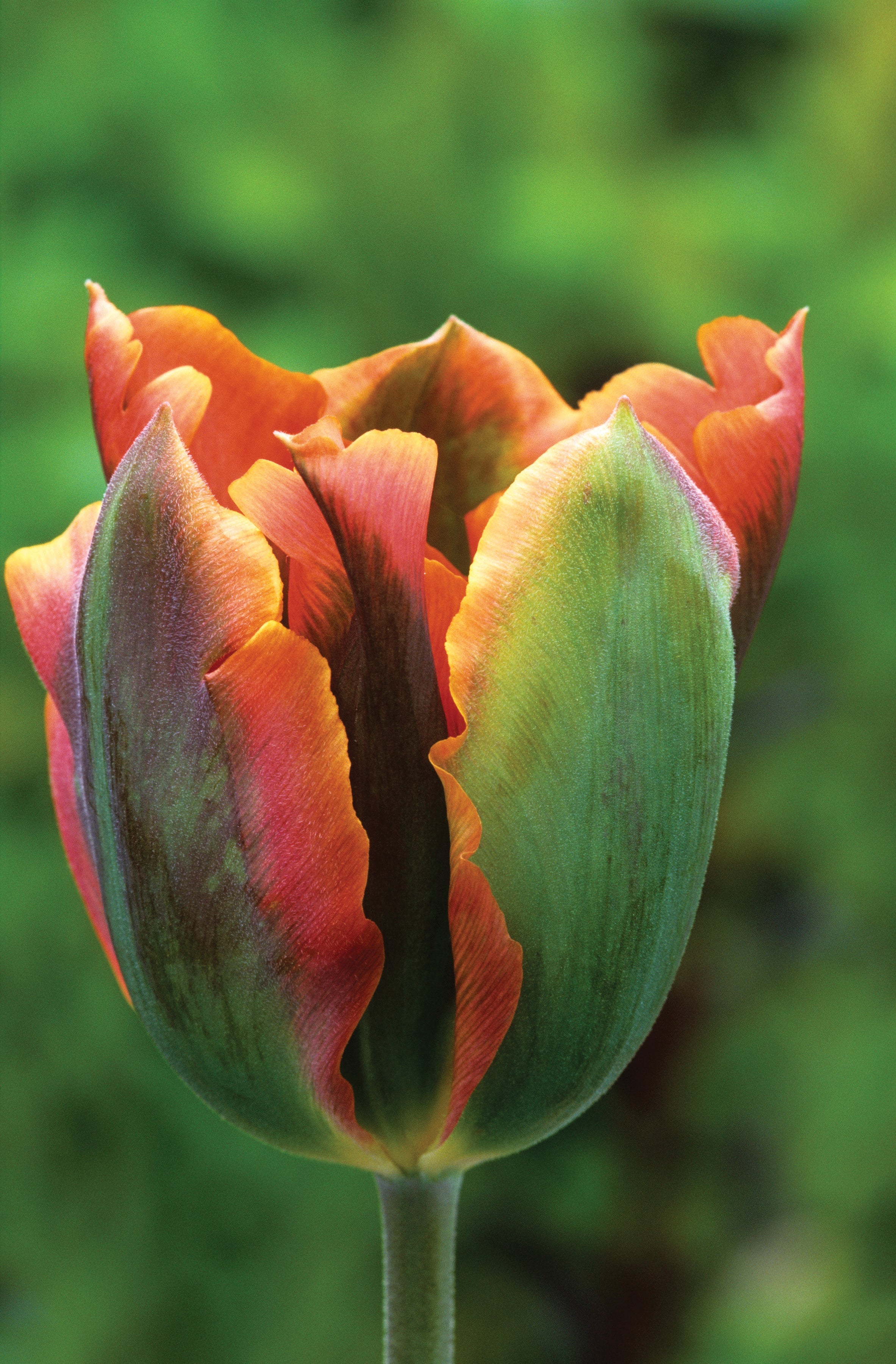 Sarah Raven Bulbs Tulip Artist Tulpenzwiebeln 10 Zwiebeln Orange-Grün