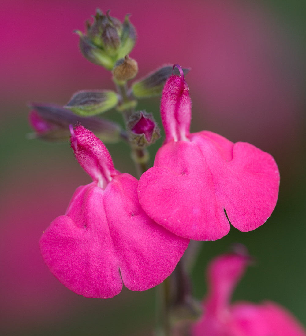 Sarah Raven Plants Salvia Cerro Potosi Pflanze 1 x 2 Liter Topf rosa