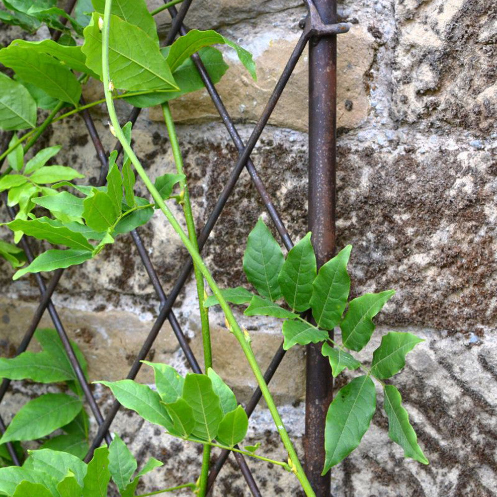 Sarah Raven Gardening Wall Trellis Rankgitter 1m Stahl rost