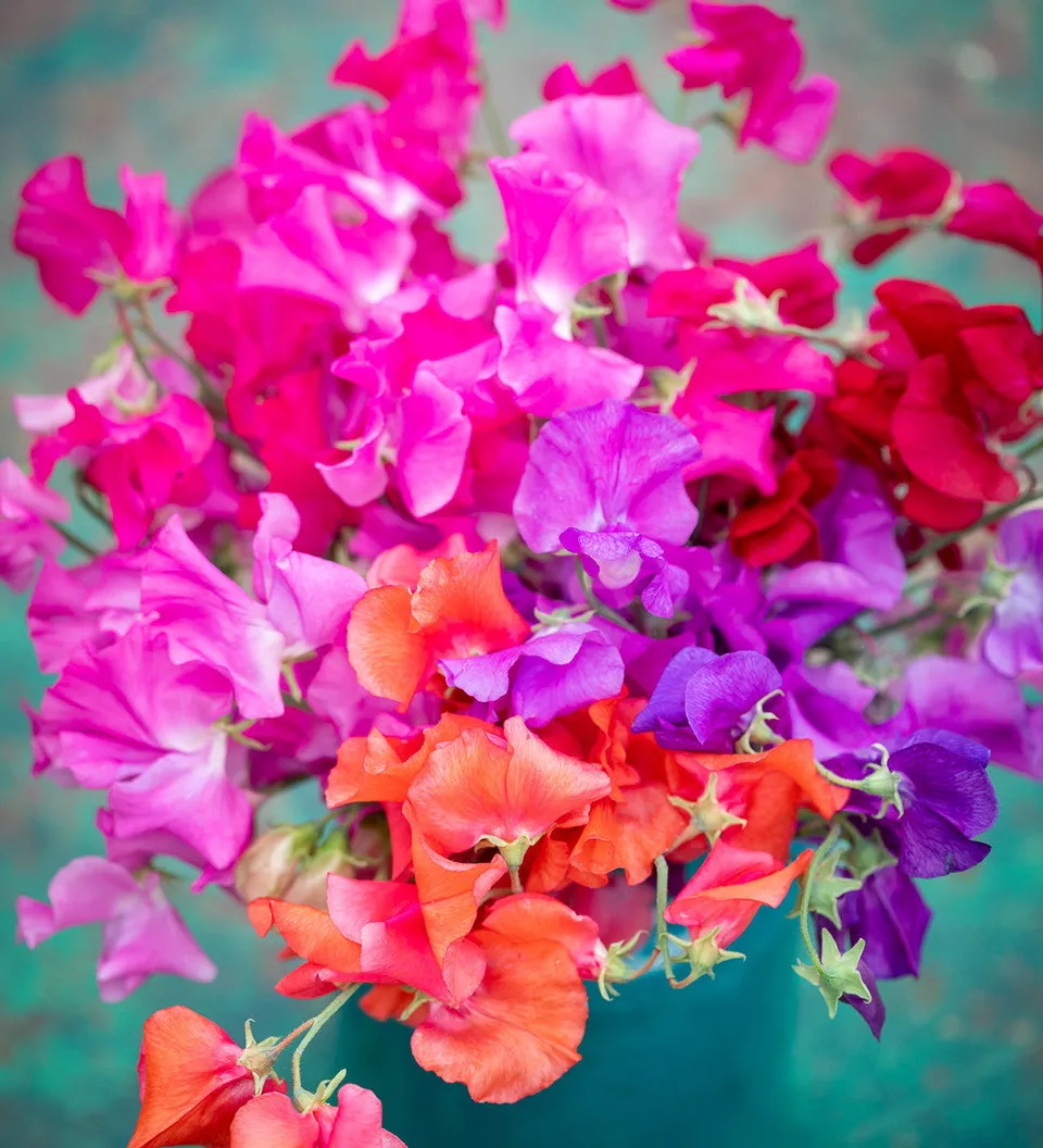 Sarah Raven Plants Brilliant Buckets Sweet Pea 16 Jungpflanzen duftend
