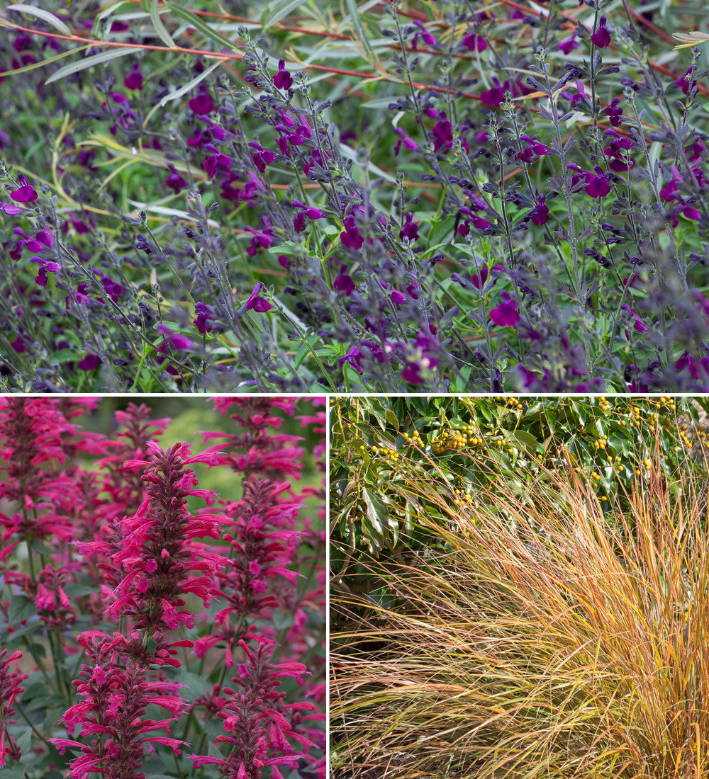 Sarah Raven Plants Hot and Dry Border Collection Stauden 18 Stk
