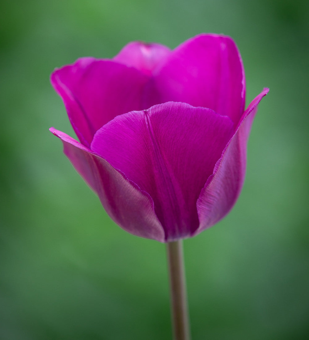 Sarah Raven Tulpe Negrita Blumenzwiebeln 10 Zwiebeln Lila