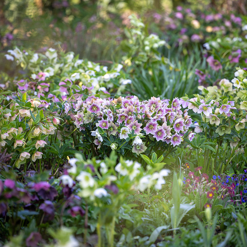 Sarah Raven Plants Perch Hill Christrosen 6x 9cm Topf Set