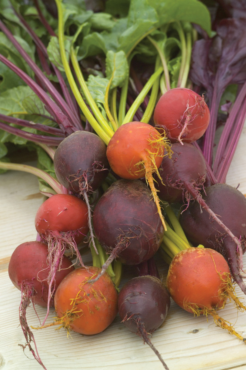 Sarah Raven Seeds Rote Bete Samen Kollektion 3 Packungen