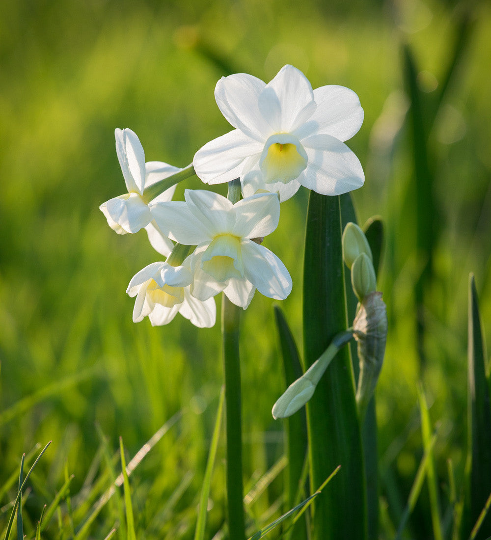 Sarah Raven Narcissus Silver Chimes Narzisse 10 Zwiebeln