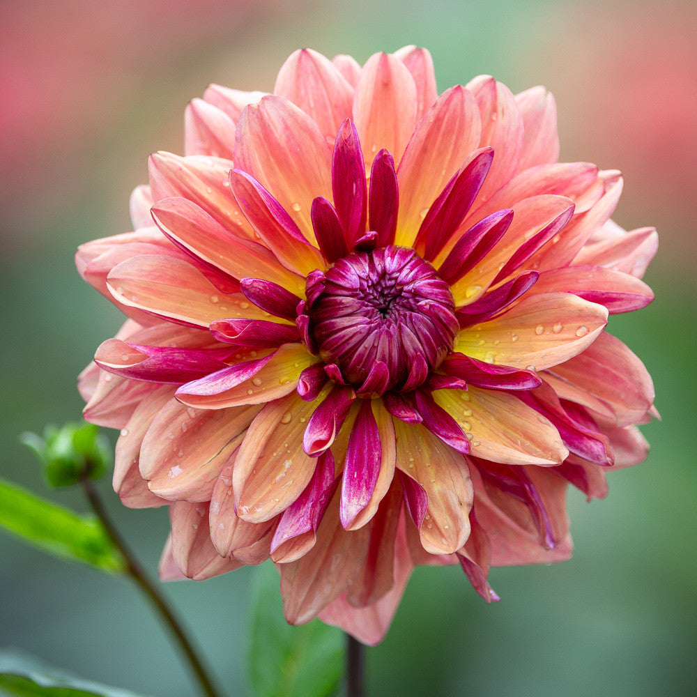 Sarah Raven Bulbs Dahlia Klara Zak Dahlienknolle 1 Knolle rosa